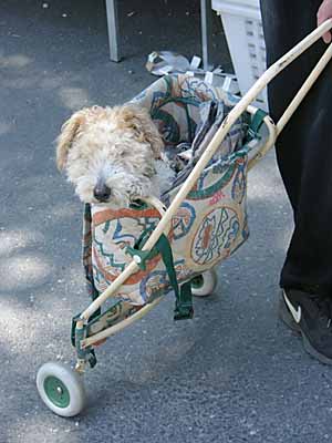 Jeannie in her walker